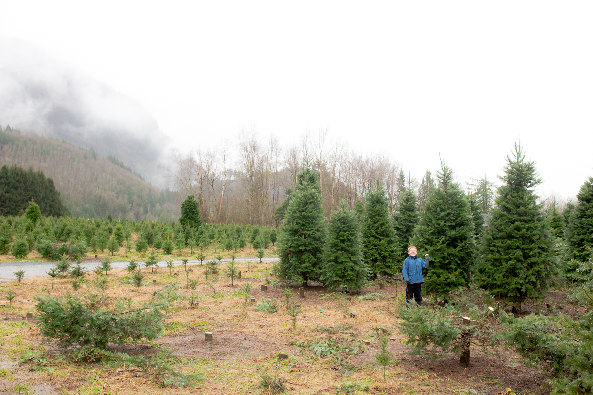 christmas tree cutting family session stefanie fournier christmas tree cutting family session stefanie fournier