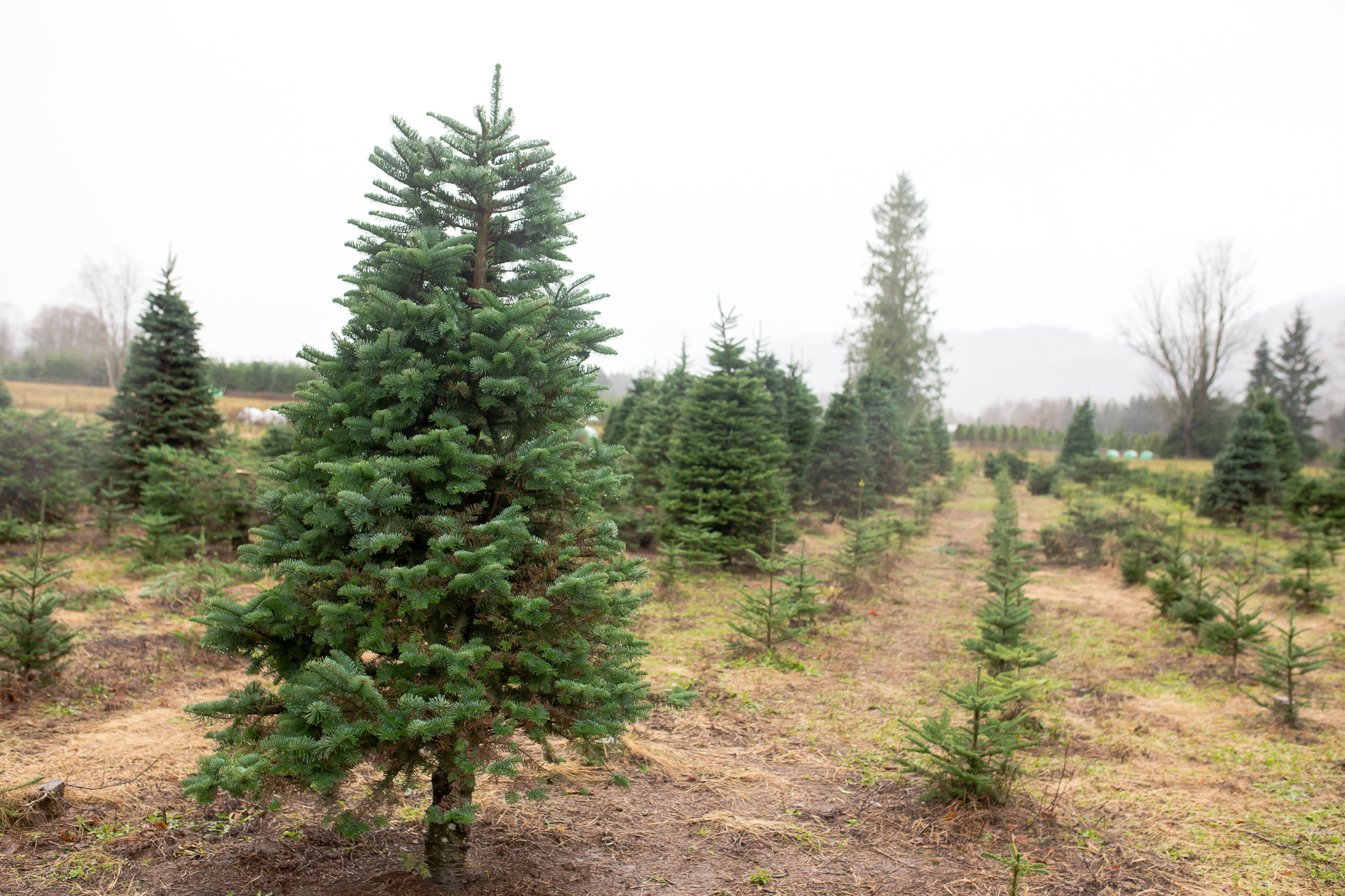 christmas tree cutting with the grozell s chilliwack christmas tree cutting with the grozell s chilliwack