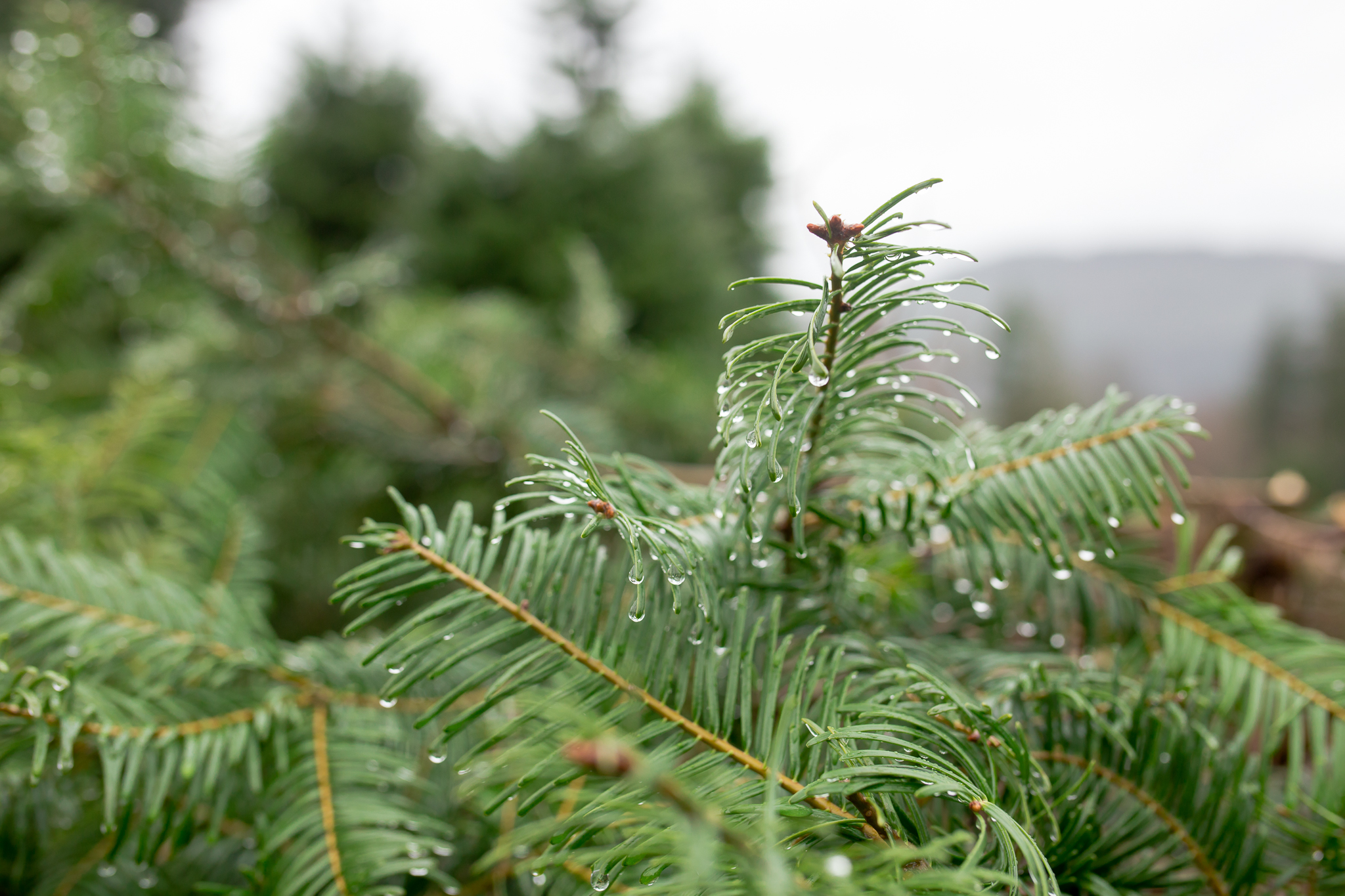christmas tree cutting with the grozell s chilliwack christmas tree cutting with the grozell s chilliwack