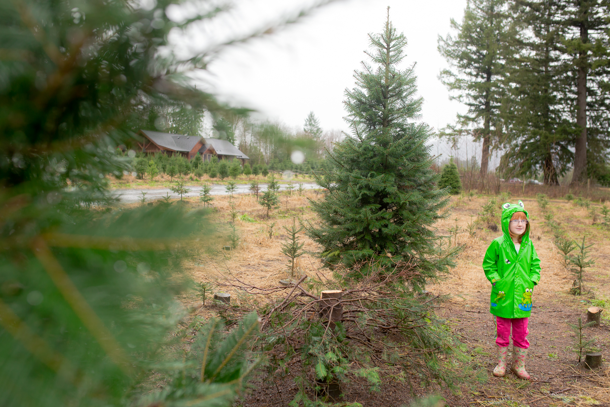 christmas tree cutting family session stefanie fournier christmas tree cutting family session stefanie fournier