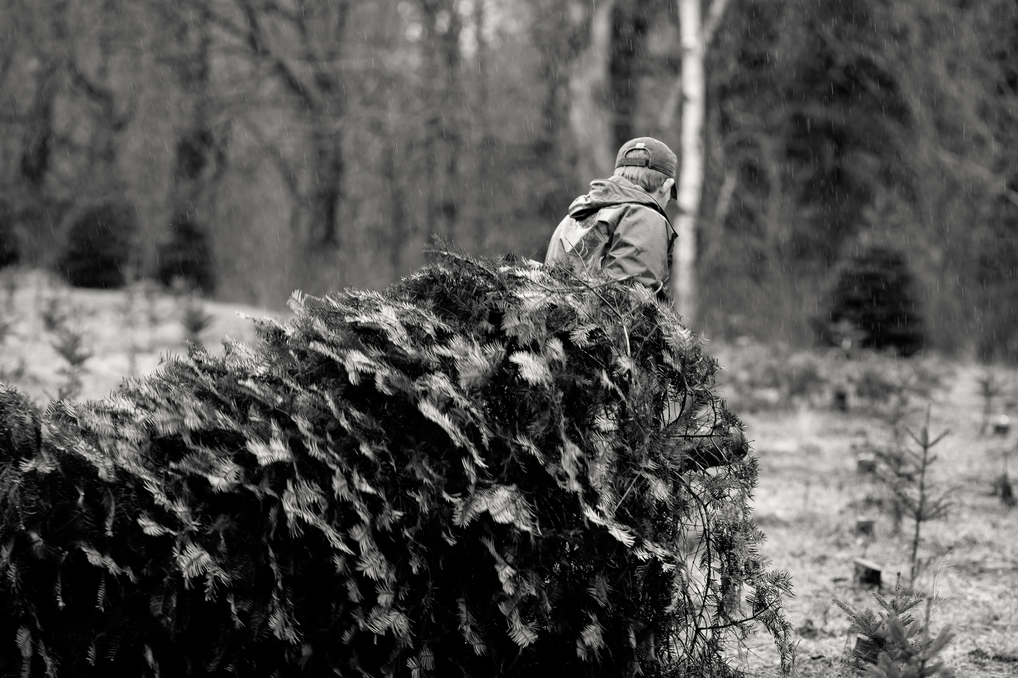 christmas tree cutting with the grozell s chilliwack christmas tree cutting with the grozell s chilliwack